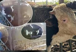 Dana boynuz darbesiyle havaya fırlattı! Kan donduran saldırı kamerada