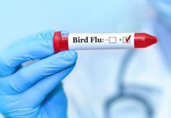 Acil durum ilan edildi! ABD'nin California eyaletinde kuş gribi alarmı