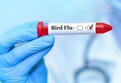 Acil durum ilan edildi! ABD'nin California eyaletinde kuş gribi alarmı