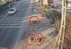 İşletmeden kaçan deve kuşları ortalığı birbirine kattı