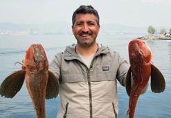 Amatör balıkçı toplam 6 buçuk kiloluk 2 balık yakaladı