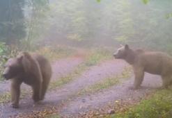 Ormanda görüntülendiler! 'Kış uykusunu bırakmış, sabah yürüyüşünde'