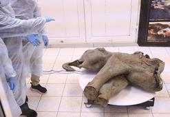 Rusya'da 50 bin yıllık yavru mamut fosili ortaya çıktı