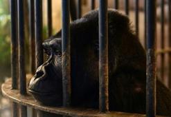 Dünyanın en yalnız gorili, bu Noel'de de tek başına