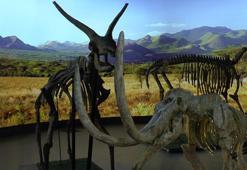 7,5 milyon yıllık tarih Kayseri’de ayaklanıyor! 100’ü aşkın fosil...