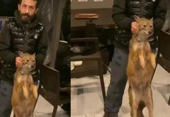 İstanbul Boğazı'nda şoke eden olay! Balık tutarken tilki yakaladılar