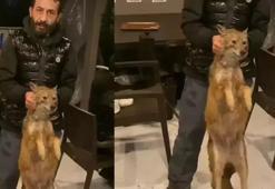 İstanbul Boğazı'nda şoke eden olay! Balık tutarken tilki yakaladılar