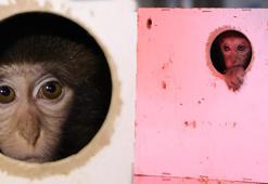 Yer: Antalya! Otobüsle gönderilen koliden maymun çıktı