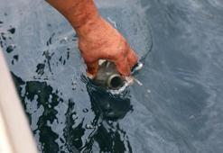 Çayeli açıklarında 'petrol' heyecanı: Türkler zoru başarır!