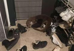 Apartmanda su samurunu görenler şoke oldu