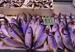 Tezgahlarda palamut bereketi sürüyor