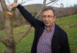 5 yılda 500 bitki üzerinde araştırma yapıldı! 35'i sağlam kaldı