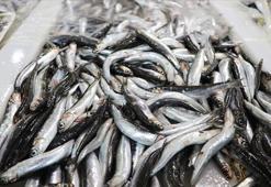 Hamsi stoklarının korunması için uluslararası işbirliği önerisi