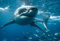 Avustralya'da zıpkınla avlanan kişi köpek balığı saldırısına uğradı