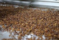 Türkiye'nin kuru üzüm ihracatı 525 milyon doları aştı