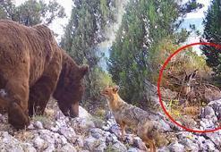 Her biri tek tek kameraya takıldı! Ayı, yaban tavşanı ve çakal