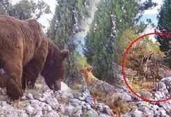 Her biri tek tek kameraya takıldı! Ayı, yaban tavşanı ve çakal