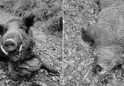 Kastamonu’da domuz dehşeti! 1 kişi ağır yaralandı