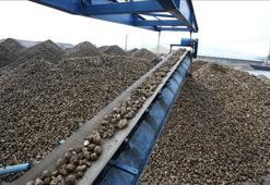 Muş'ta şeker pancarı alımında "rekor"a ulaşıldı