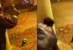 Batman'da vahşet! Kediyi parke taşıyla yaraladı