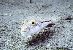 2020'den beri 373 bini aşkın balon balığı yakalandı