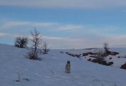 Nesli tükenme tehlikesi altında olan 'ormanın hayaleti' Bayburt'ta görüntülendi