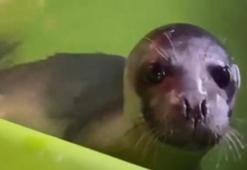 Nesli tükenme tehlikesi altında! 'Yağmur' tekrar denizle buluştu