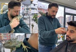 İguana ile tıraş! Onun için kilometrelerce yol geliyorlar