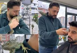 Müşterilerini, omzunda iguana ile tıraş ediyor