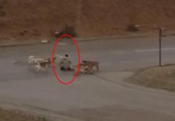 Ankara'da başıboş köpekler dehşet saçtı! Çaresiz adamı defalarca ısırdılar