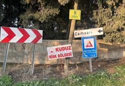 Bir kentte kuduz alarmı! 2 kişiyi ısırdı, mahalle 'riskli alan' ilan edildi
