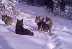 Bursa'da görüntülenen gizemli kurt şaşkına çevirdi! Sosyal medyada ikiye bölündü