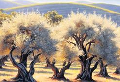 Zeytin barışı temsil eder