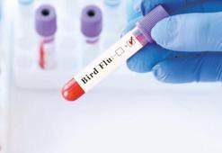 ABD’de kuş gribinden ilk ölüm