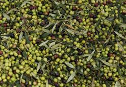 Türkiye'nin zeytin üretimi rekora ulaştı