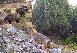 DKMP'den gülümseten paylaşım: Ormanın sessiz sakinleri