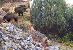 DKMP'den gülümseten paylaşım: Ormanın sessiz sakinleri