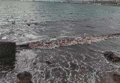 Marmara Denizi kızıl renge boyandı