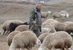 İstanbul'dan kaçtı, köyünde yaptığı hayvancılıkla huzuru buldu