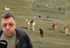 Kentte başıboş köpek istilası: Çocuklar 100 metre uzaklıktaki okula yürüme gidemiyor