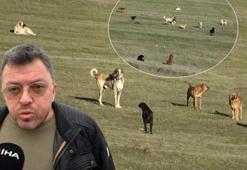 Kentte başıboş köpek istilası: Çocuklar 100 metre uzaklıktaki okula yürüme gidemiyor