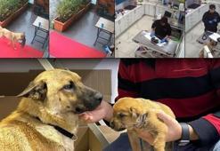 İstanbul'da sahipsiz köpek ölmek üzere olan yavrusunu veterinere getirdi!