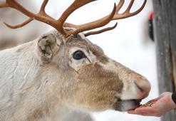 Ren geyiklerinin gözleri kışın neden maviye döner?