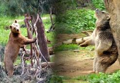 Firari ayı her yerde aranıyor! 'Korkudan, elim ayağım dolaşıyor'