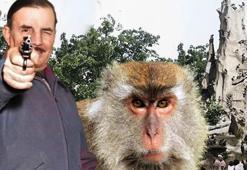 Kamptan büyük firar! Al yanaklı 200 maymun, şehri cehenneme çevirdi: 'Ödülüm var'