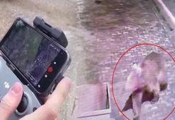 3 gündür yemlerle ve tuzaklarla aranıyor: Hiçbir ize rastlamadı