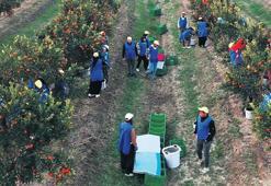 Meyve–sebze ihracatçısından halka arz planı