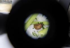 6 ay hiçbir şey yemeden yaşıyorlar! Milyonlarca insanı ilgilendiren hastalıklarla ilgili yeni araştırma