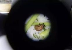 Patates böceklerinin kış uykusu obeziteye çare olabilir