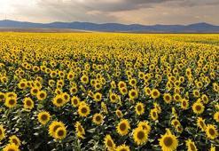 Trakya Birlik sezonda 240 bin ton ayçiçeği alımı gerçekleştirdi